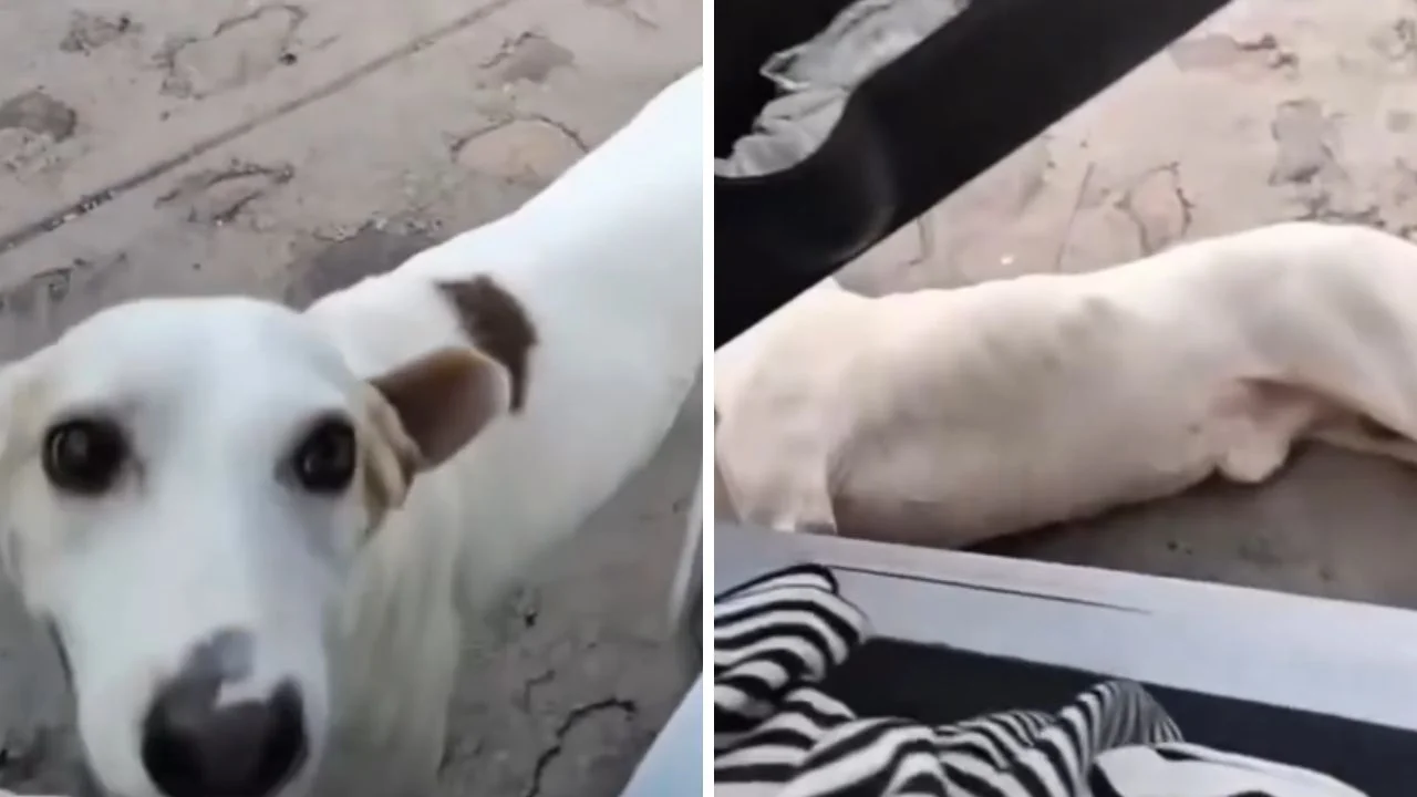 Dramático reencuentro: perro se desmaya al volver a ver a su familia tras ocho meses separado